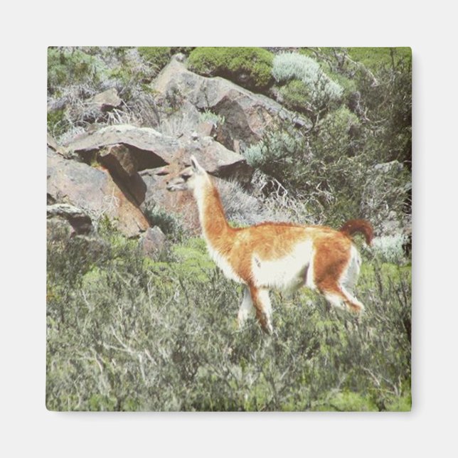 guanaco magnet (Front)