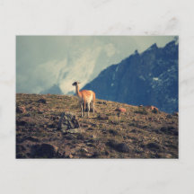 Guanaco Mountain