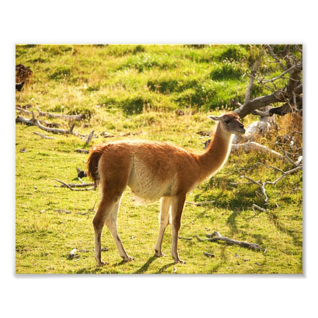 Guanaco sunshine photo print (Front)