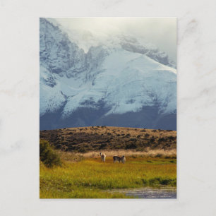 Guanacos Mountain Peak Postcard