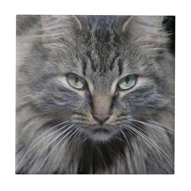 Guarded Maine Coon Kitty Cat Ceramic Tile (Front)