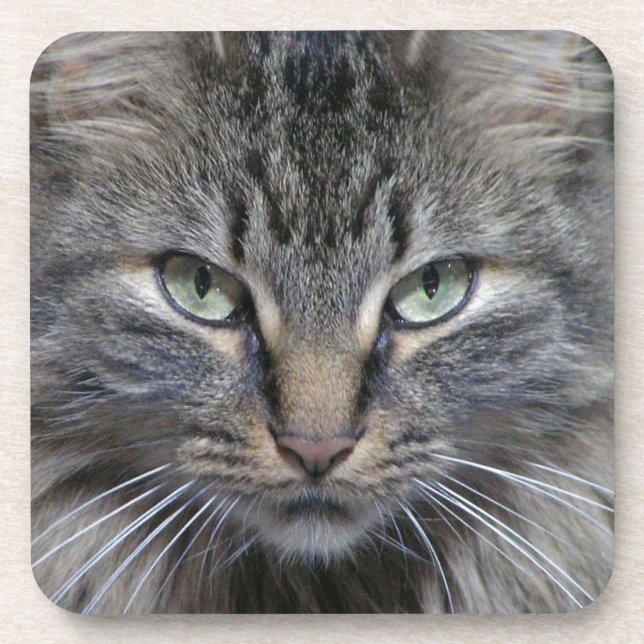 Guarded Maine Coon Kitty Cat Coaster (Front)