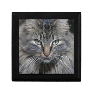 Guarded Maine Coon Kitty Cat Gift Box