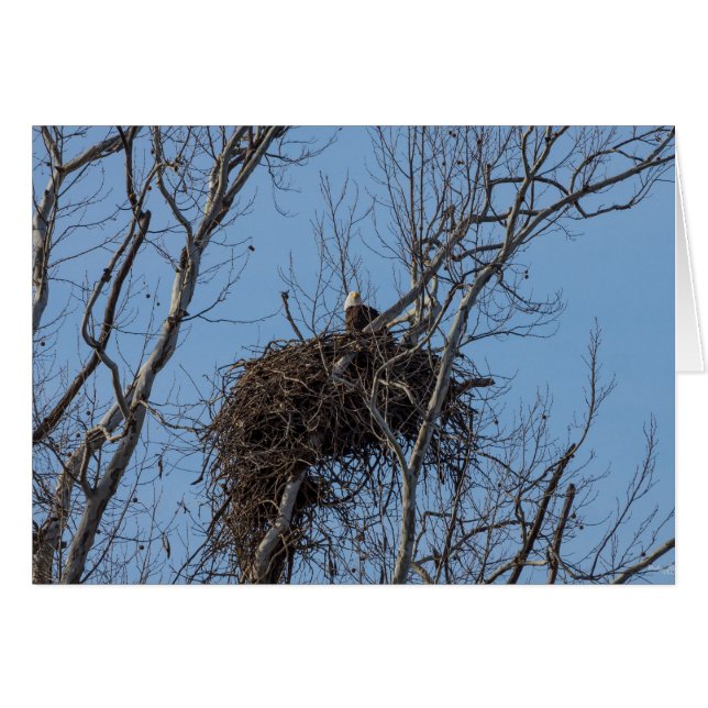 Guarding Eagle (Front Horizontal)
