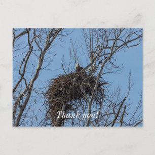 Guarding Eagle Thank You Postcard