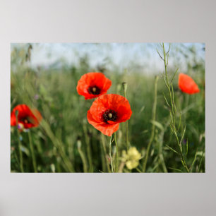 Guarding poppies poster