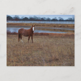 Guarding the pond postcard
