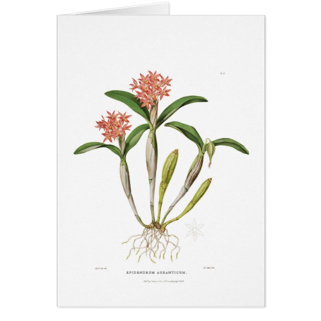 Guarianthe aurantiaca (Front)