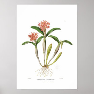 Guarianthe aurantiaca by Miss Drake. Poster