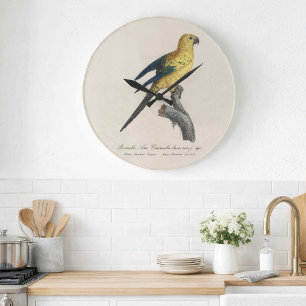 Guarouba dans sons jeune age / Sun parakeet  Large Clock