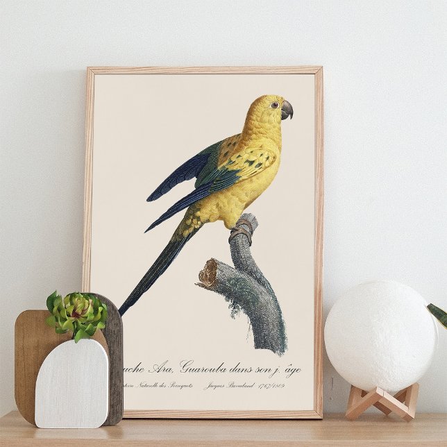 Guarouba dans sons jeune age / Sun parakeet Photo Print (Guarouba dans sons jeune age / Sun parakeet. Photo Print)
