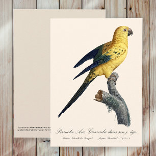 Guarouba dans sons jeune age / Sun parakeet  Thank You Card