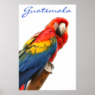 Guatemala Scarlet Macaw Poster