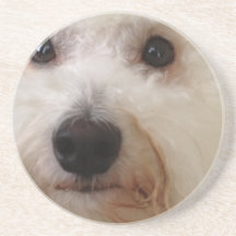 Gucci -a Bichon Frise - Coaster