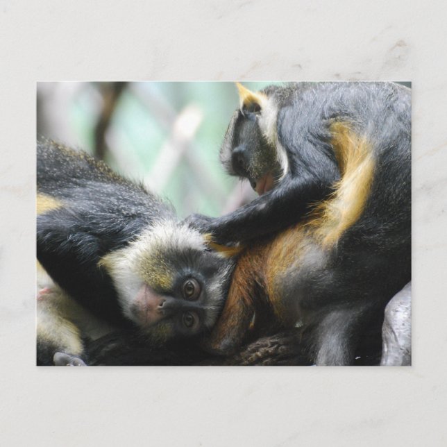 Guenon Monkeys  Postcard (Front)