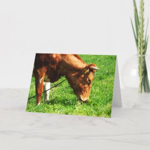 Guernsey cow eating holiday card