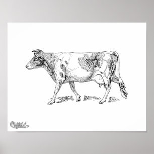 Guernsey Cow Poster