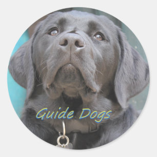 Guide Dogs - Black Lab Cross Classic Round Sticker