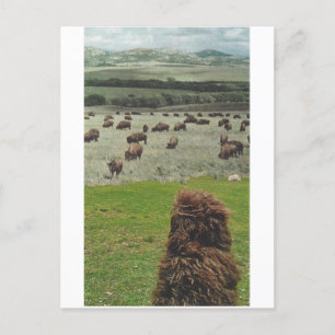 Guido and the Buffalo - Invitation Postcard