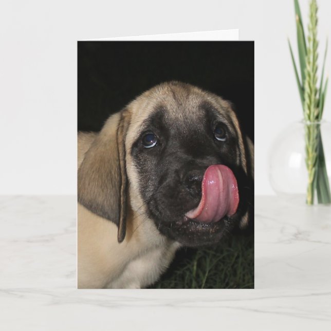 Guilty Mastiff Puppy Birthday card (Front)