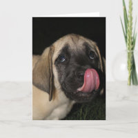 Guilty Mastiff Puppy Birthday card
