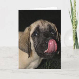 Guilty Mastiff Puppy Birthday card