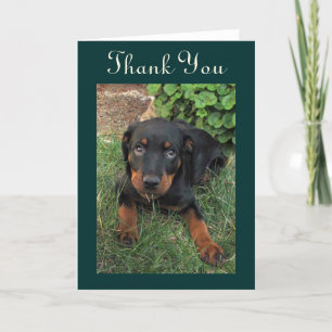 Guilty Rottweiler Puppy Thank You Card