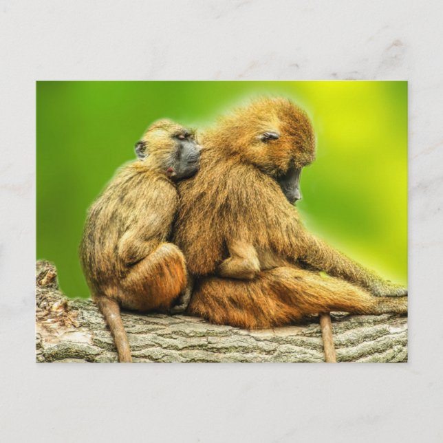 Guinea Baboons Postcard (Front)