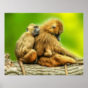 Guinea Baboons Poster