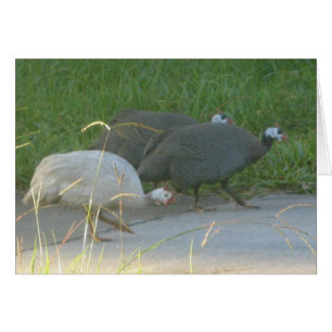 Guinea Fowl Card