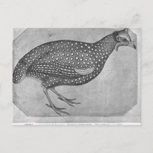 Guinea Fowl, from the The Vallardi Album Postcard
