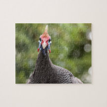 Guinea-Fowl Portrait