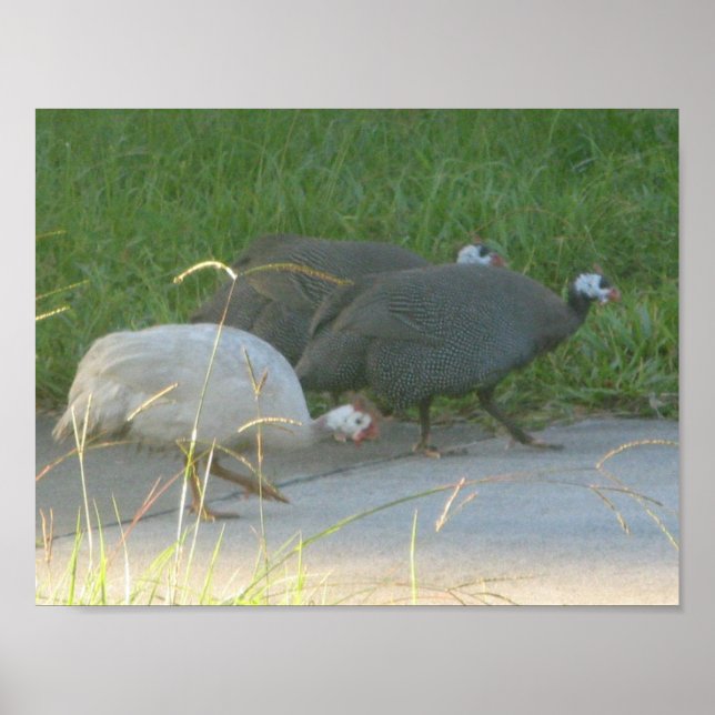 Guinea Fowl Poster (Front)
