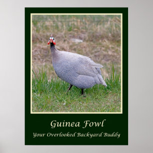 Guinea Fowl: Your Overlooked Backyard Buddy - Modern Farmer