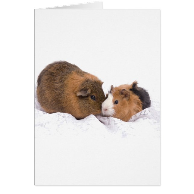 guinea pig (Front)