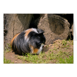 Guinea pig