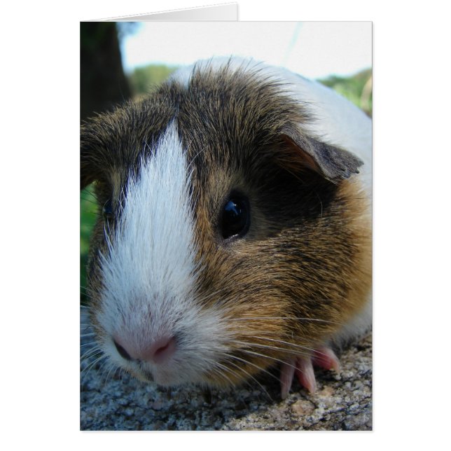 Guinea Pig (Front)