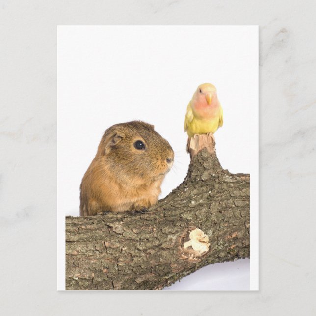 guinea pig and yellow bird postcard (Front)