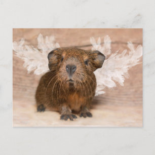 Guinea Pig Angel Postcard