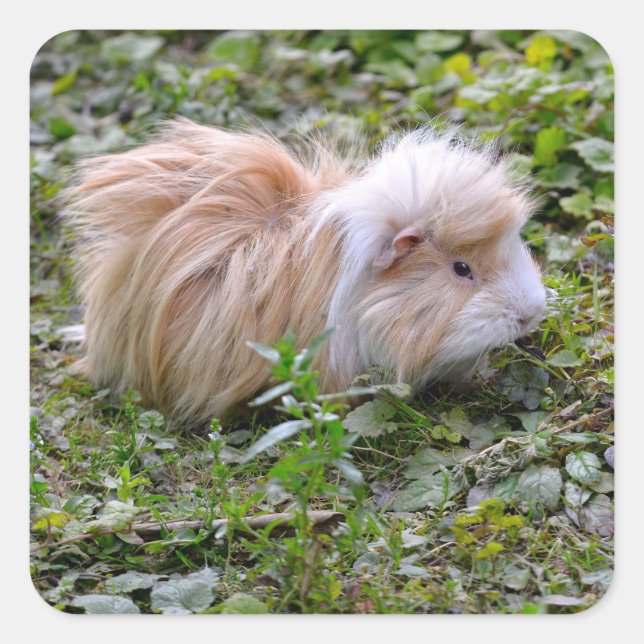 Guinea pig animal on grass  square sticker (Front)