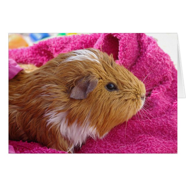 Guinea Pig bath Card (Front Horizontal)