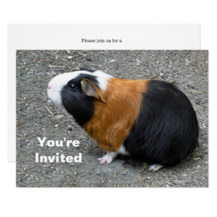 Guinea Pig Invitations | Zazzle AU