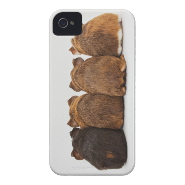 Guinea Pig Butts Iphone4 case (Back)