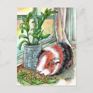 Guinea Pig by the Window Postcard
