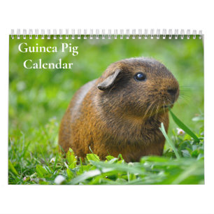 Guinea Pig Calendar 2026