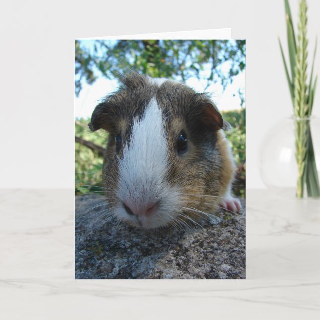 Guinea Pig Card (Front)