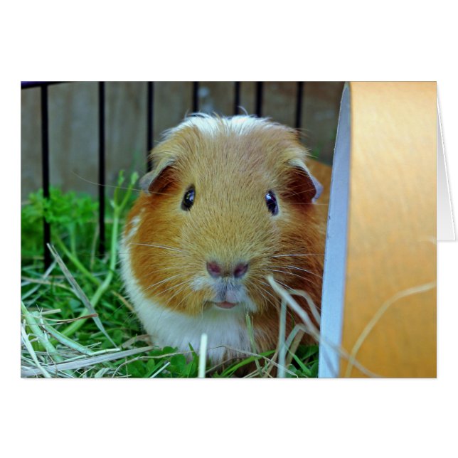 Guinea Pig Card (Front Horizontal)