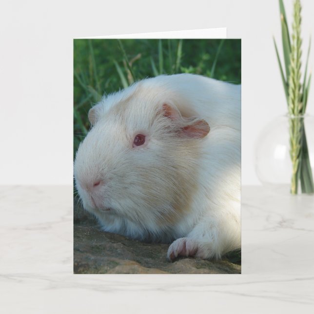 Guinea Pig Card (Front)
