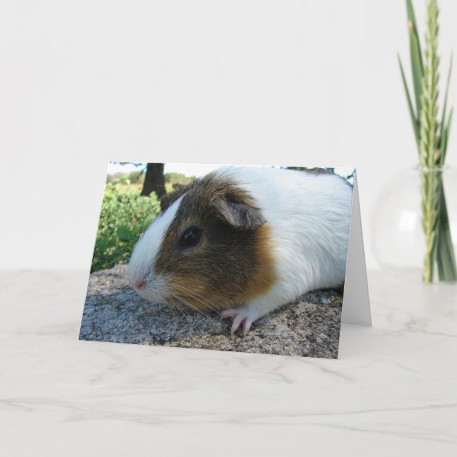 Guinea Pig Card (Front)