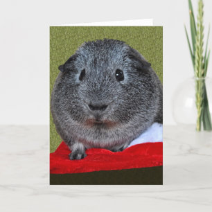 Guinea Pig Christmas Holiday Card